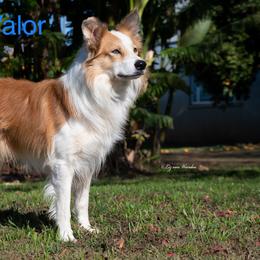 Valor  - Border Collie