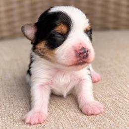 Darwin - Parti male Yorkshire Terrier puppy in Jacksonville, Florida from Yorktown Yorkies