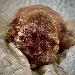 Sweet-tea - Brindle female Shorkie puppy in Idaho from Little Rascal Ranch