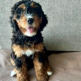 Star - Tri-color female Bernedoodle puppy in Nampa, Idaho from Ember Skies Doodles
