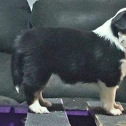 Miniature American Shepherd and Miniature Australian Shepherd Puppies from Rusty Rose Mini Aussies and Mini American Shepherds