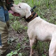 Res - Dogo Argentino