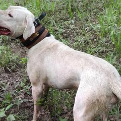 Res - Dogo Argentino