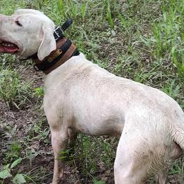 Res - Dogo Argentino