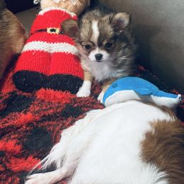 Violet - Chocolate sabled fawn female Chihuahua puppy in East Syracuse, New York from Blissful’s Chihuahuas