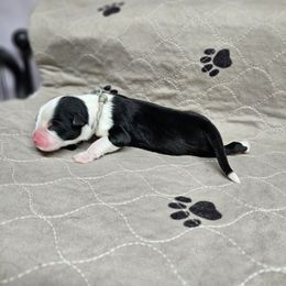 Mr.Larson - Black & white male Miniature Australian Shepherd puppy in Orrtanna, Pennsylvania from Mountain Top Shepherd's