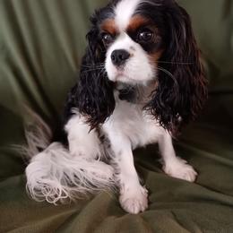 Cavalier King Charles Spaniels from Royal Garden Cavaliers