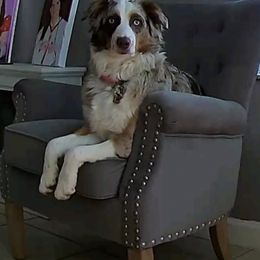 Australian Shepherd All Grown Up from Supernatural Aussies