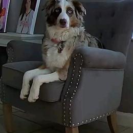 Australian Shepherd All Grown Up from Supernatural Aussies