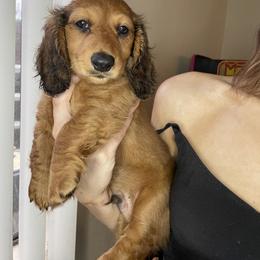 Dachshund Puppies from Monterey bay dachshund kennel
