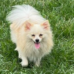 Coco - Pomeranian