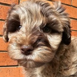 Dil - Schnoodle puppy in Arkansas from Central AR Schnoodles