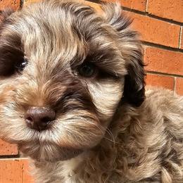 Dil - Schnoodle puppy in Arkansas from Central AR Schnoodles