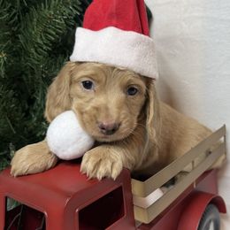 Girl 1 - Fawn (Isabella) female Dachshund puppy in Somerset, Pennsylvania from Rae’s Dapper Dachshunds