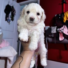 Maltipoo Puppies from JJR Doggie World LLC