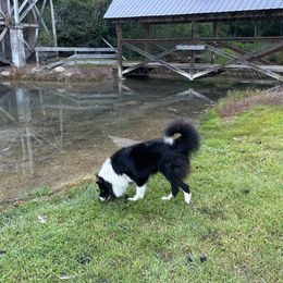 Bear - Border Collie