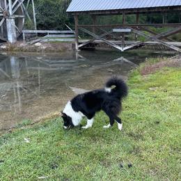 Bear - Border Collie