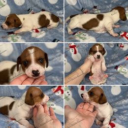 Rudy - Piebald male Dachshund puppy in Gatesville, Texas from Emily’s Doxie Domain