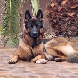 Valkyrie - German Shepherd