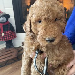 Goldendoodle Puppies from FurEver Friends Doodles