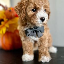 Astro - Red  male Poodle puppy in Kentucky from Deerly Poodles