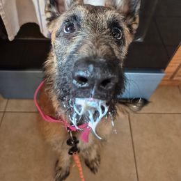 Pearl - Red sable female Belgian Laekenois puppy in Ball Ground, Georgia from COSWALD  BELGIAN  LAEKENOIS