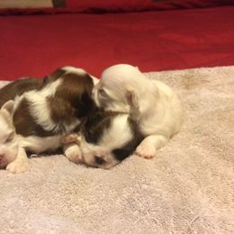 Shih Tzu Puppies from Small Breed Kennel