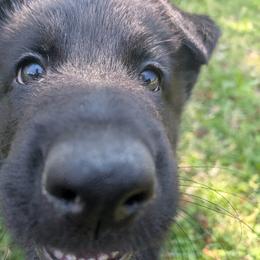German Shepherd Puppies from Evergreen Shepherds
