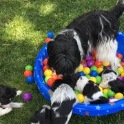 Schapendoes Puppies from Dream Star Schapendoes