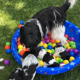 Schapendoes Puppies from Dream Star Schapendoes