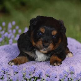 Amber - Black tri female Miniature Australian Shepherd puppy in Lowgap, North Carolina from Baileys Mini Aussies