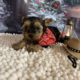 Boy yellow 1100 - Black and tan male Yorkshire Terrier puppy in Douglas, Georgia from Southern Georgia Yorkies and biewers