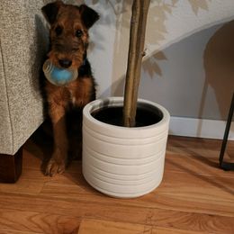 Airedale Terrier Puppies from Zinful Airedales