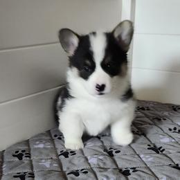 Emerald (Emmy) - Black and tan female Pembroke Welsh Corgi puppy in Salem, Oregon from Peakaview Corgis
