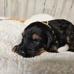 Allegiant - Phantom female Bernedoodle puppy in Flat Rock, North Carolina from Sukisdoodles
