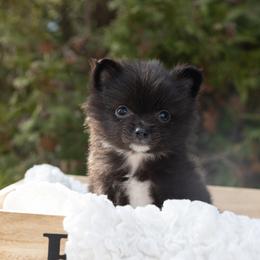 Pomeranian puppies from Lamon’s Pom & Polar Pups