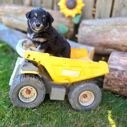Raven - Black tri-color female Australian Shepherd puppy in Salem, Oregon from Steady Aim Aussies