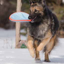 Belgian Tervuren from Litter for Beowulf Belgians
