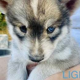 Pomeranians and Siberian Huskies from Lor-Huinil's Dogs