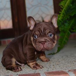 Moose - Tricolors male French Bulldog puppy in Ben Lomond, Arkansas from Miesha Carver's Bulldogs