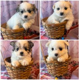 Maltese puppies from Mia Lucky Home