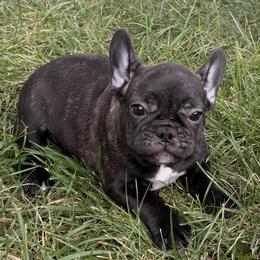 Uno - Brindle male French Bulldog puppy in Salem, Illinois from Itsabulldogthing