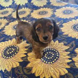 Dachshund Puppies from Butterbean Dachshunds