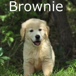 Boy 1 - Light golden male Golden Retriever puppy in Milford, Michigan from Servant Kennel