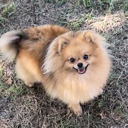 Hazel - Pomeranian