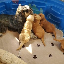 Golden Retriever Puppies from Bliss Creek Goldens