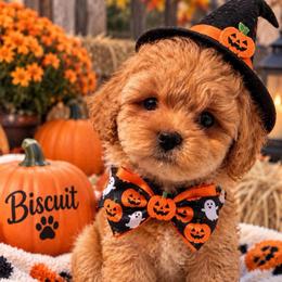 Biscuits - Brown male Shihpoo puppy in Cooper City, Florida from Jenny La Bone