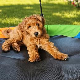 Lettie - Red  female Goldendoodle puppy in Los Gatos, California from Willow & Rose Doodles
