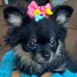 Miranda - Black and tan female Pomeranian puppy in Gainesville, Texas from Pomtastic Pomeranians