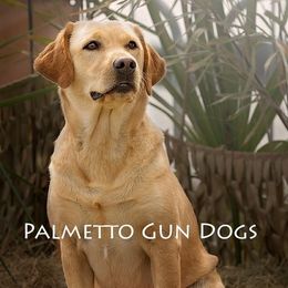 Labrador Retrievers from Palmetto Gun Dogs